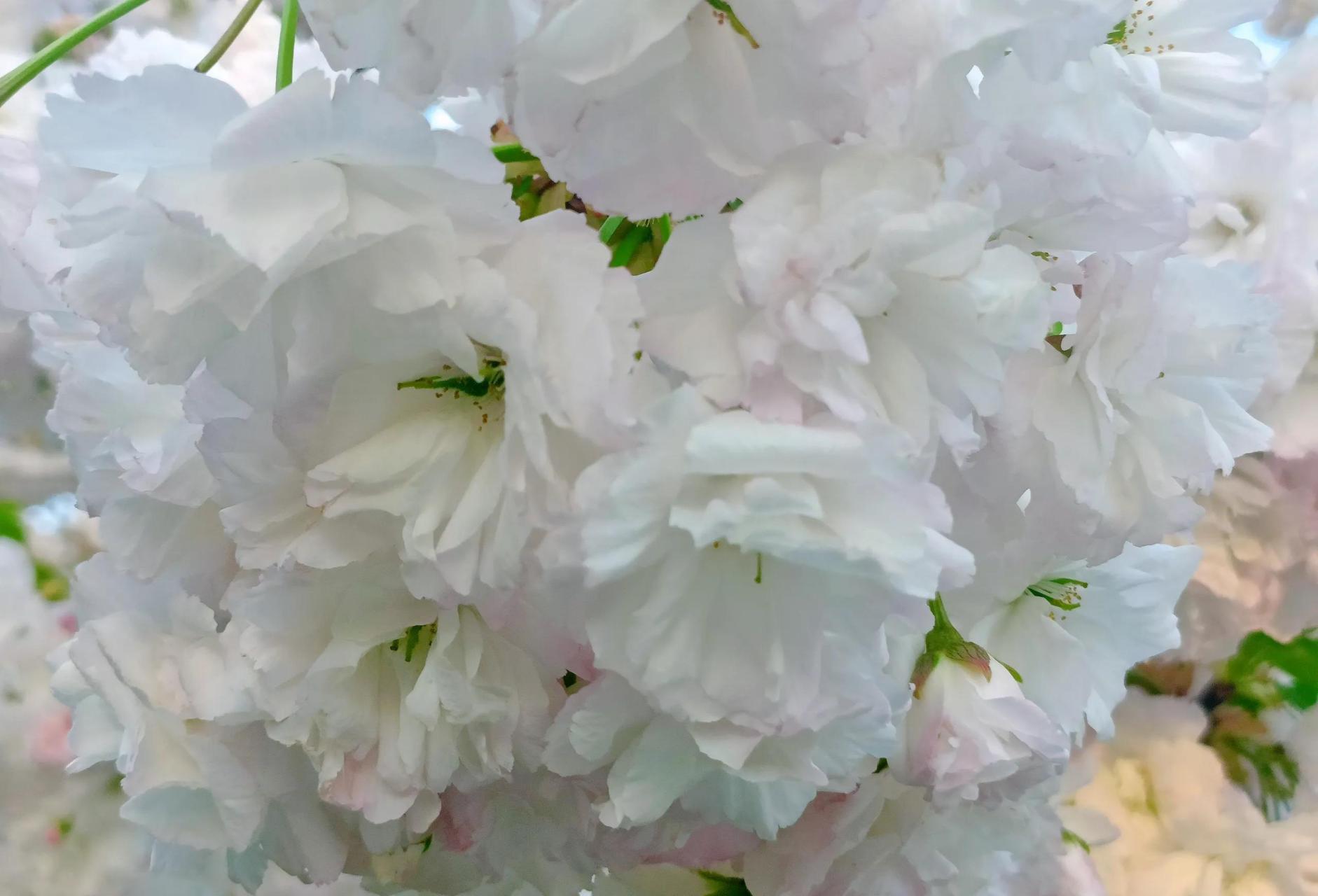 重瓣白樱花图片