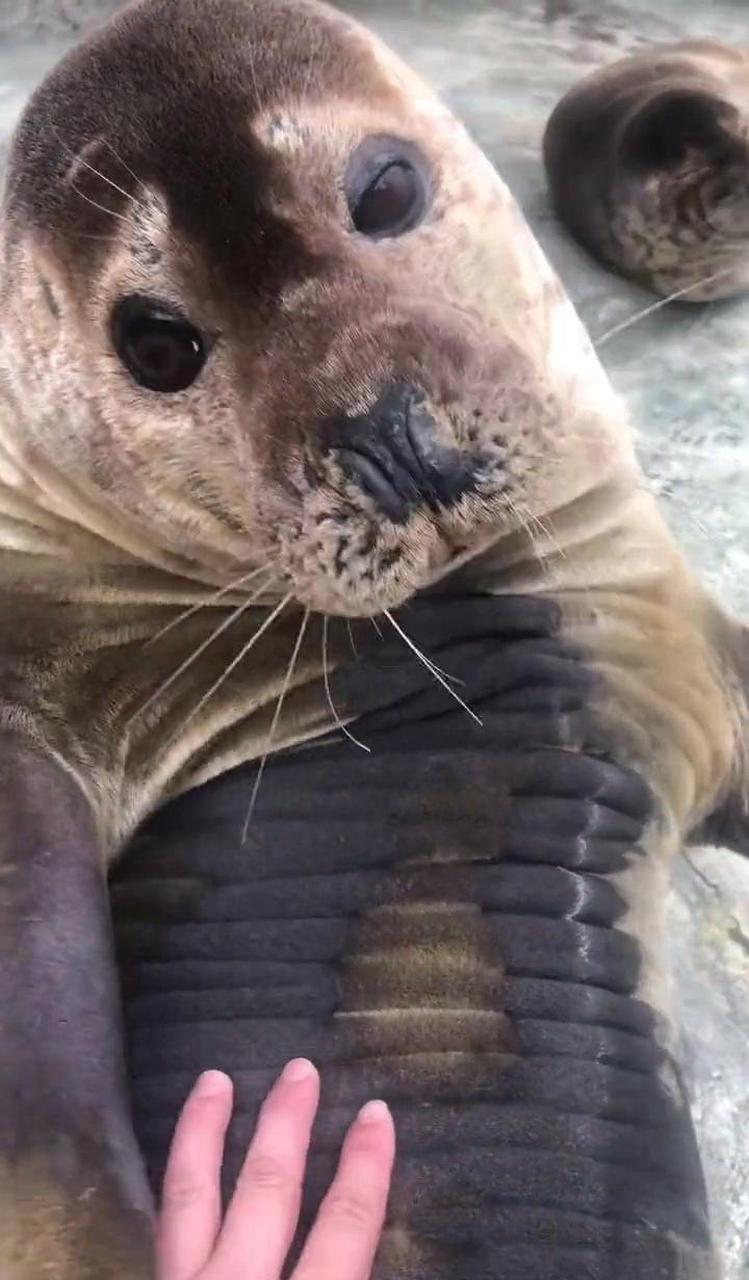 腹肌二十多块一直到脖子,你们见过没有?