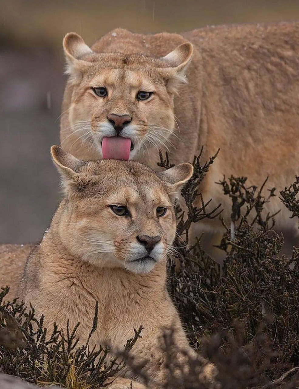 美洲狮是世界上最大的猫科动物之一,也是北美洲地区广泛存在的一种