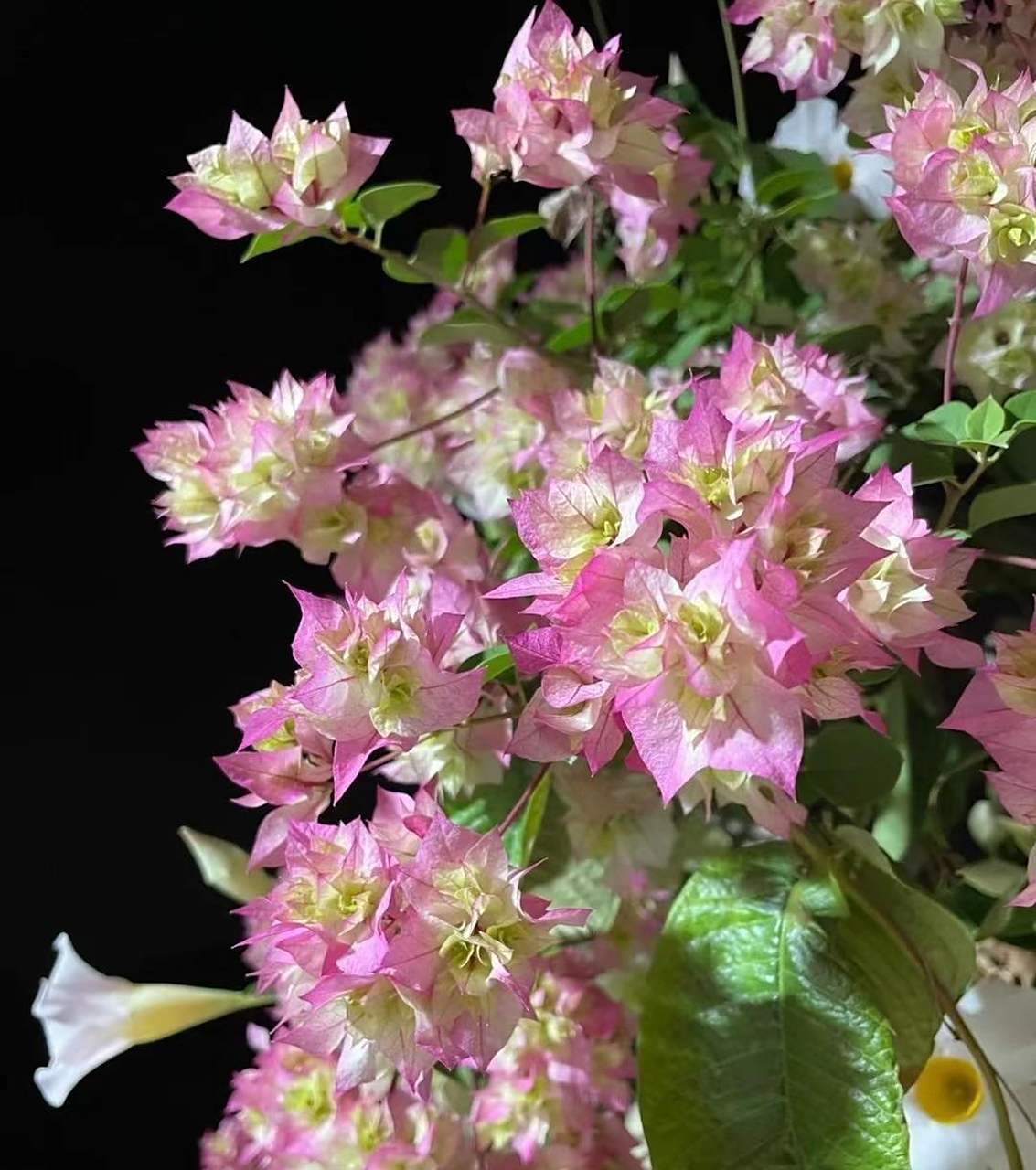 有种重瓣三角梅,名叫"怡锦",也叫西施怡锦,花朵很漂亮,花瓣数量多,层