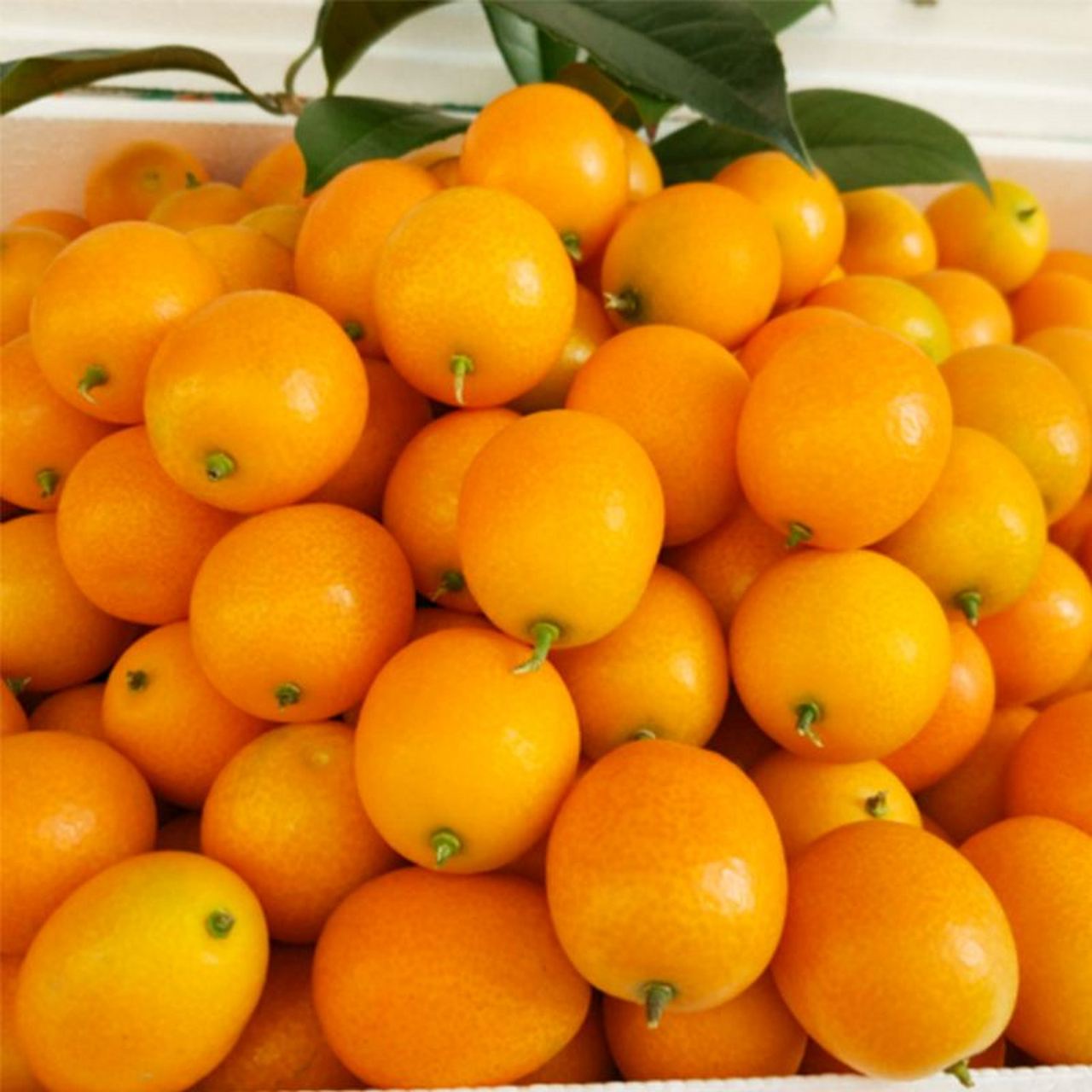 金钱橘果实较小,一般重量为三十至五十克一个,有圆球形,饼子形,扁圆形