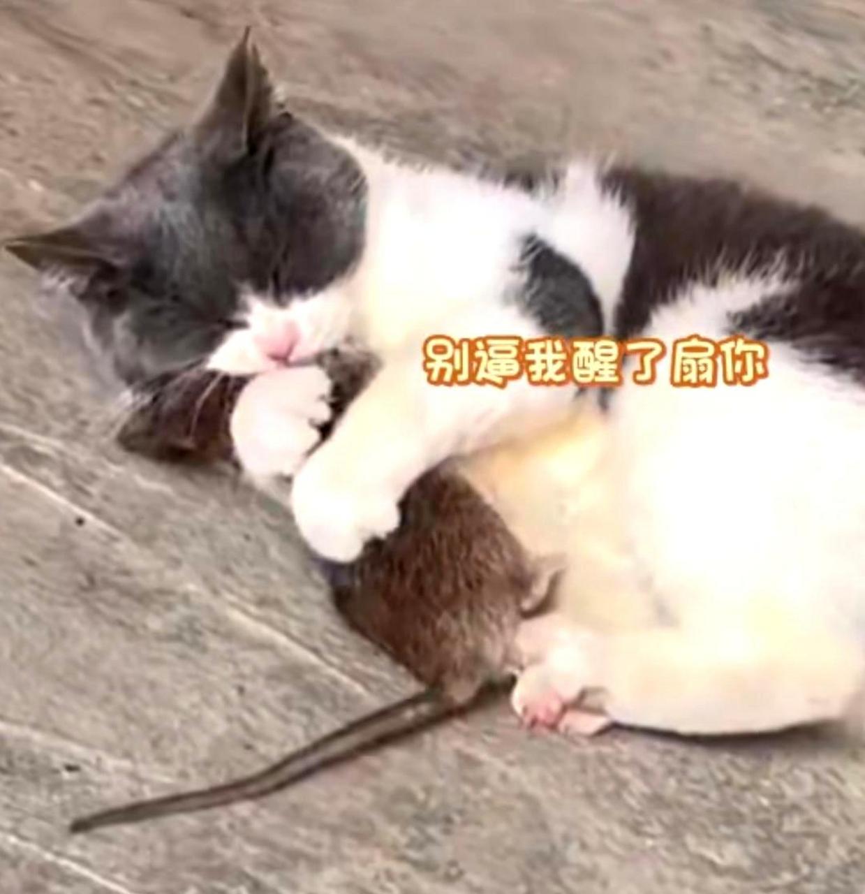 猫咪抱着老鼠睡觉,仿佛是在告诉我们,即使是最不可能的事情也有可能