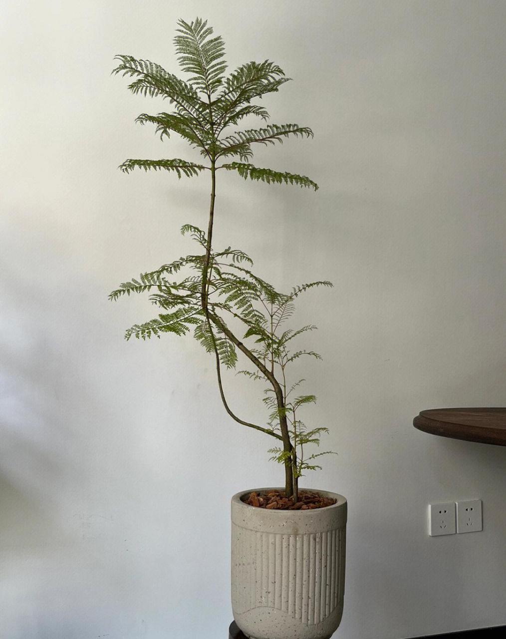 蓝花楹 [照相机]  "蓝花楹的角落,室内的森林.