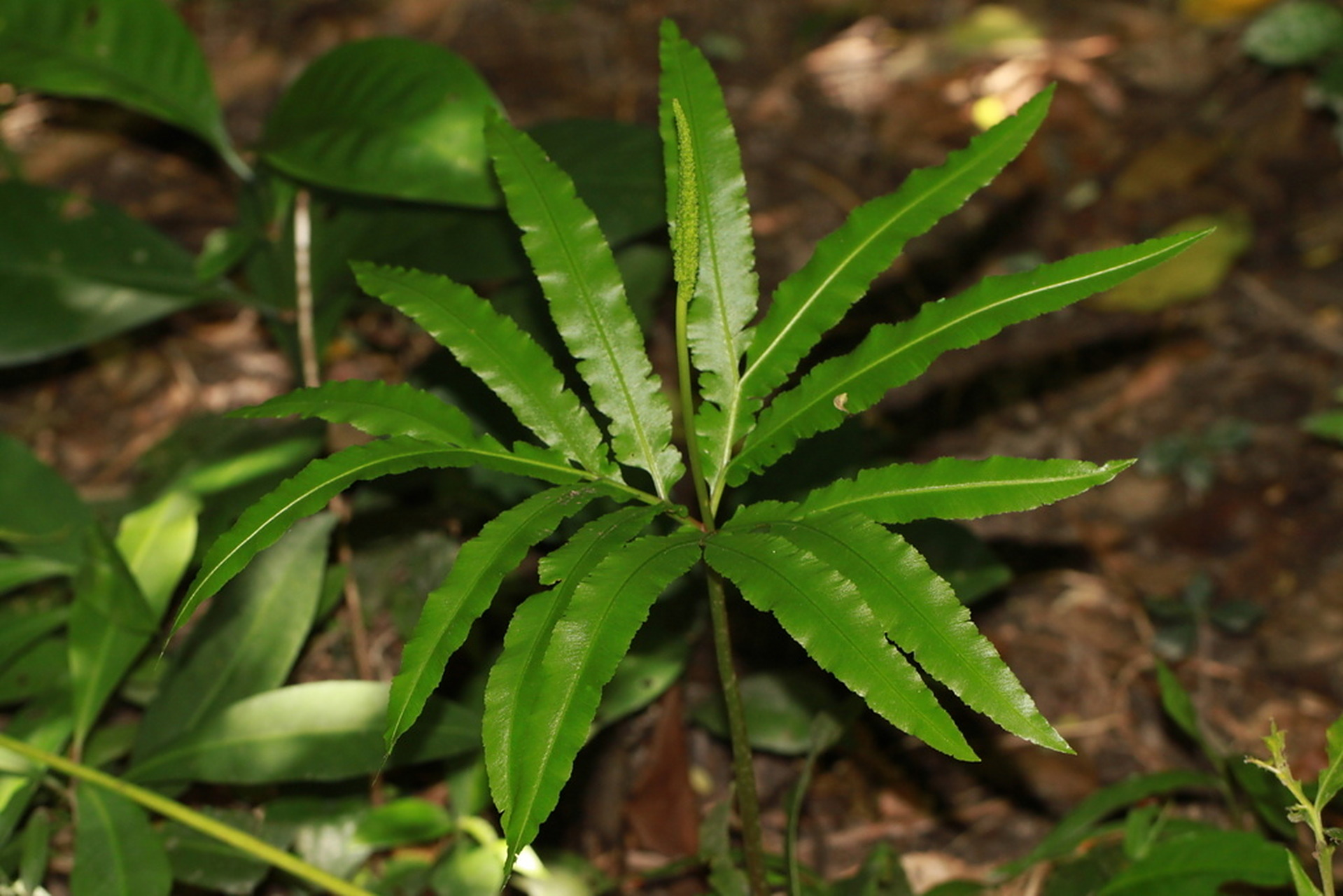 蕨类|七指蕨 七指蕨 helminthostachys zeylanica 国家二级保护植物