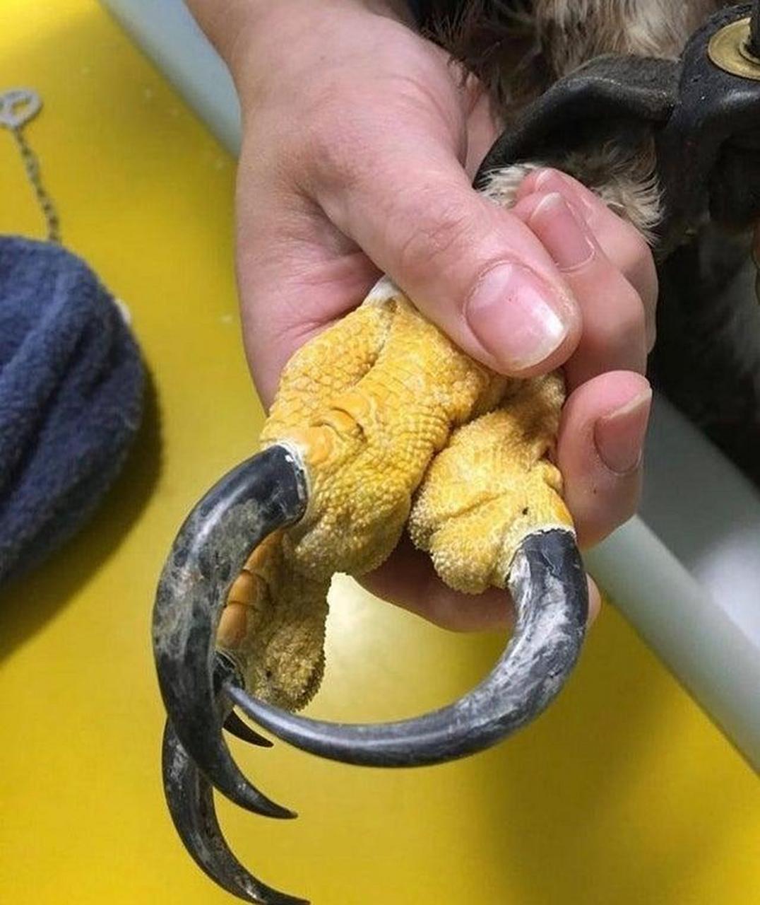 雄性金鹰的爪子,如果成为它的猎物会是什么下场.