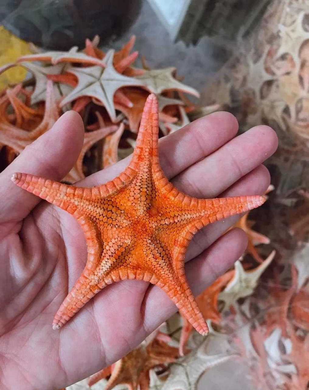 [药丸] 美女老板在旁边介绍说这是野生海星.