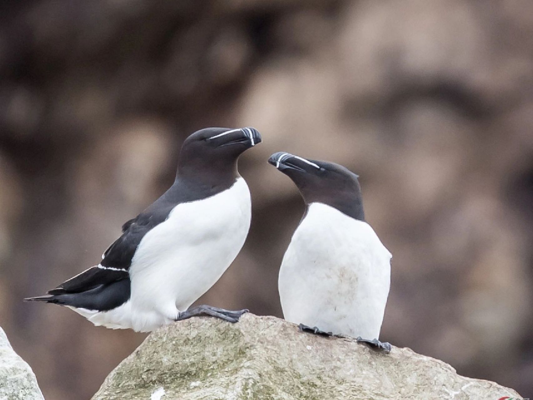 网友分享一种黑头白身的海雀,嘴巴上正中间有一道白线,乍看就像被立可
