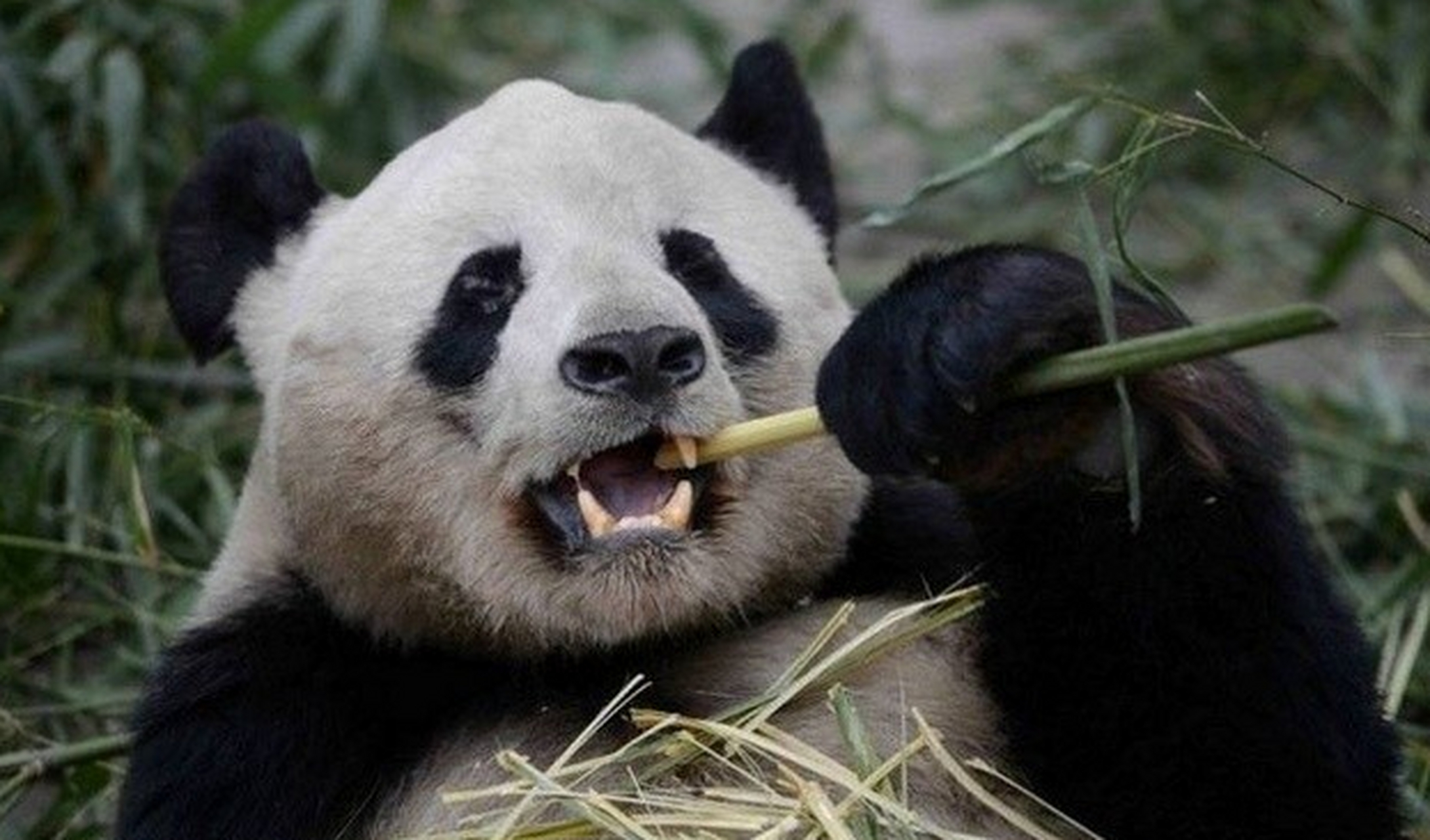 熊猫和老虎都是十分珍稀的存在,一个是中国"国宝",一个是国家一级保护