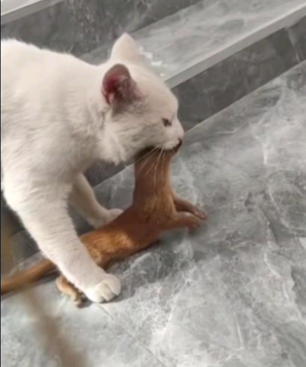 我家猫咪抓了一只黄鼠狼