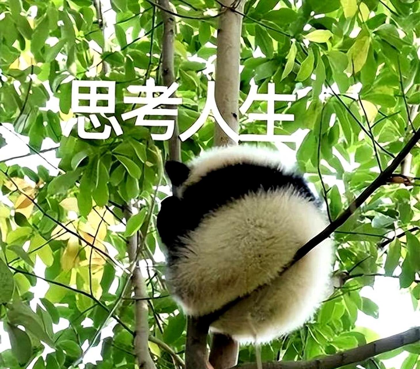 思考的熊猫表情包图片