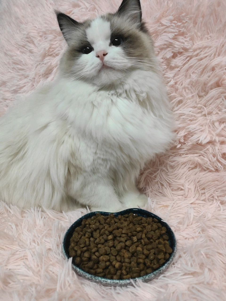 因为家里养了爱软粑粑的布偶猫,挑选低敏粮真的是很重要,一直选的