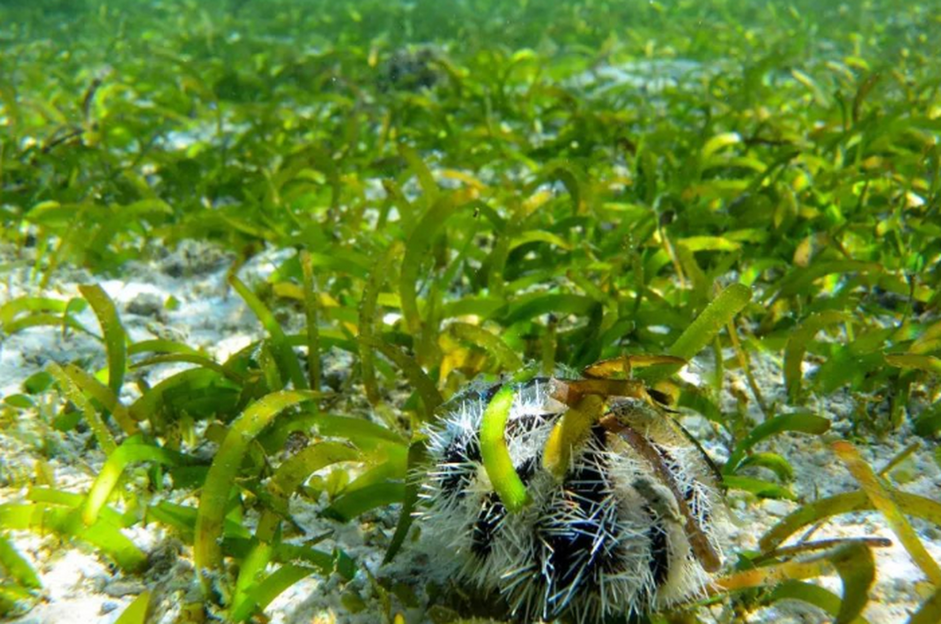 海草和海藻是两种我们常见的海洋植物,它们在生态系统中扮演着重要的