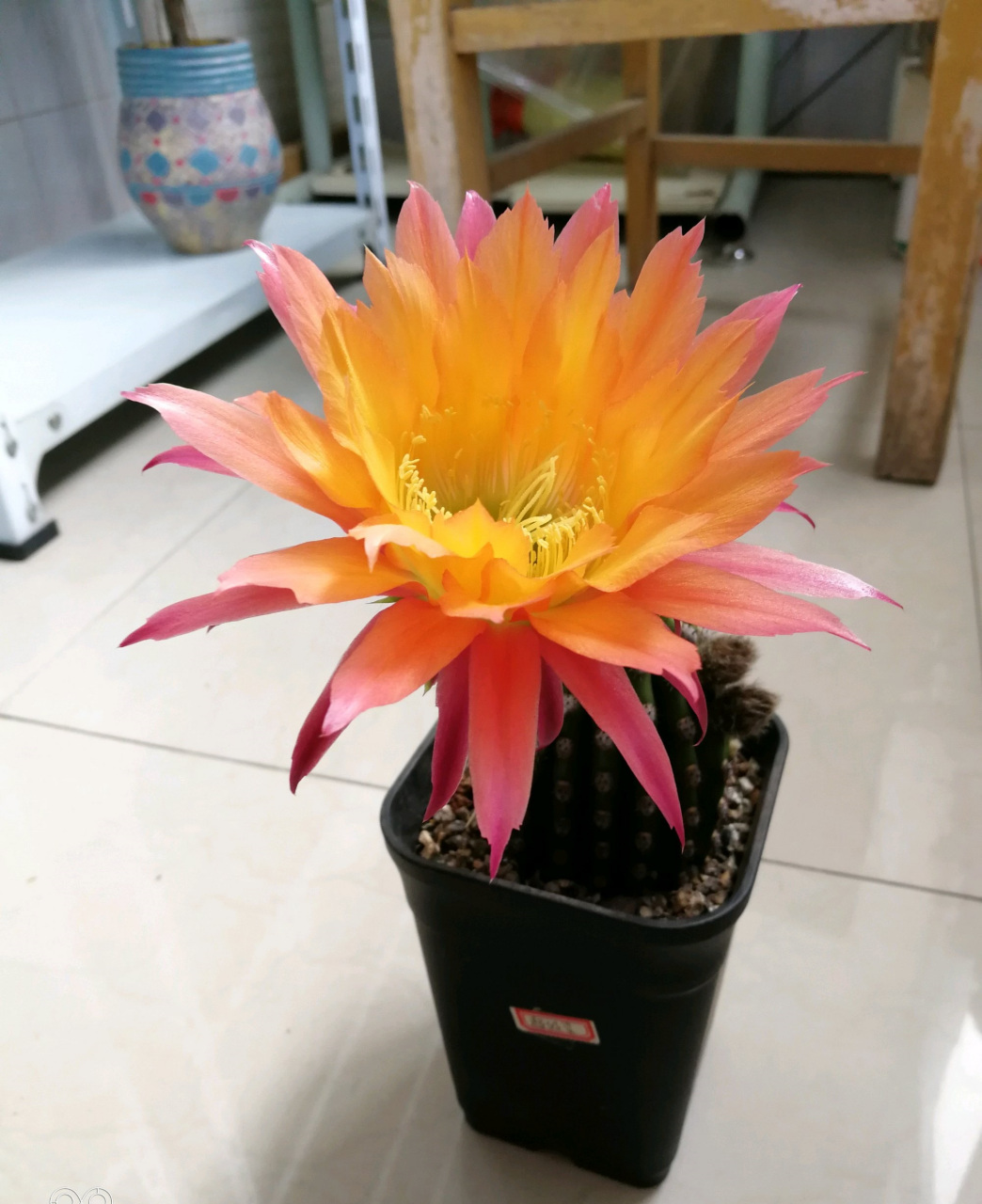 给喜欢仙人球的花友推荐一个很值得入手的品种——超级杏,属于小型