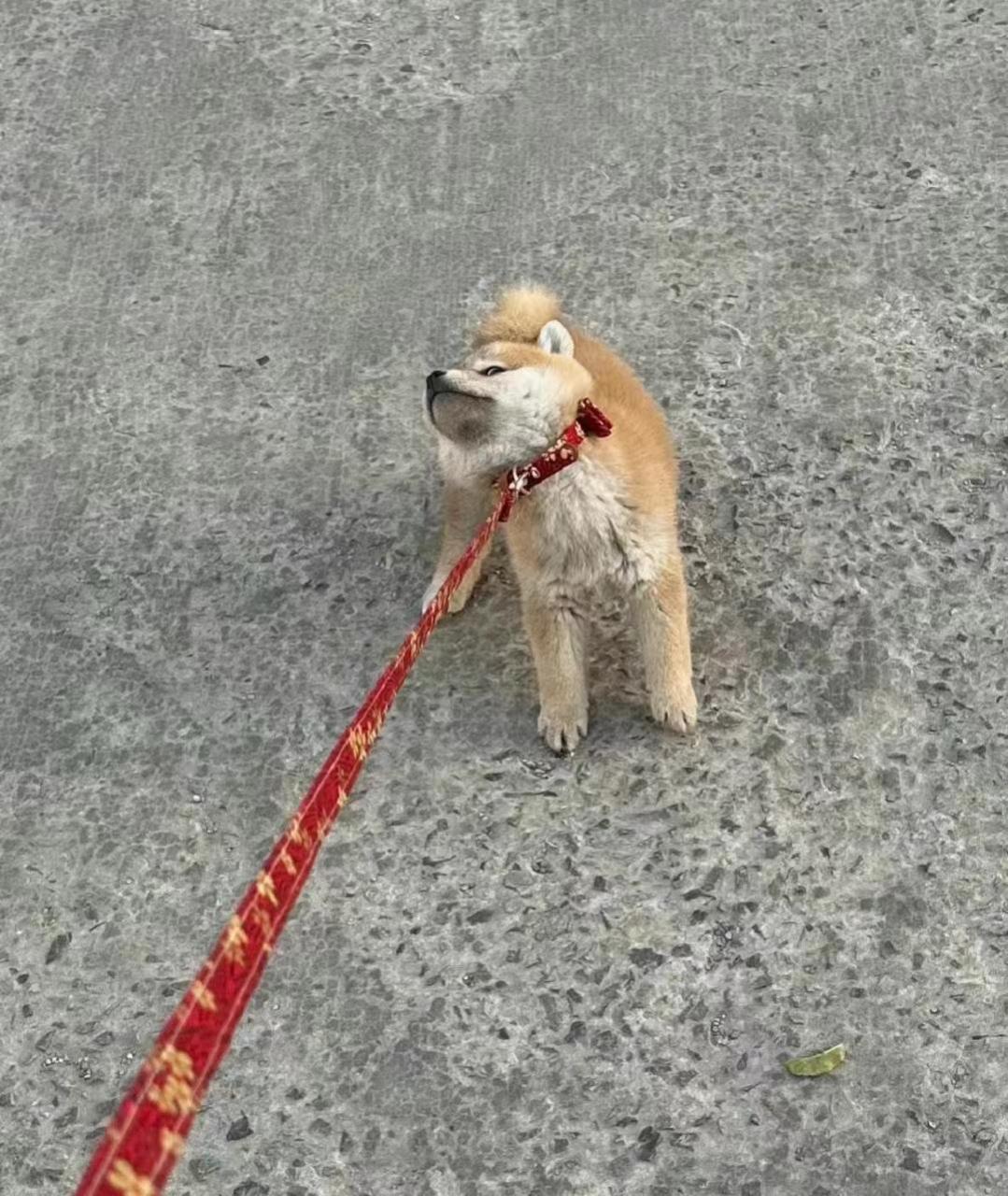 跟我比犟,绳能给你拽断