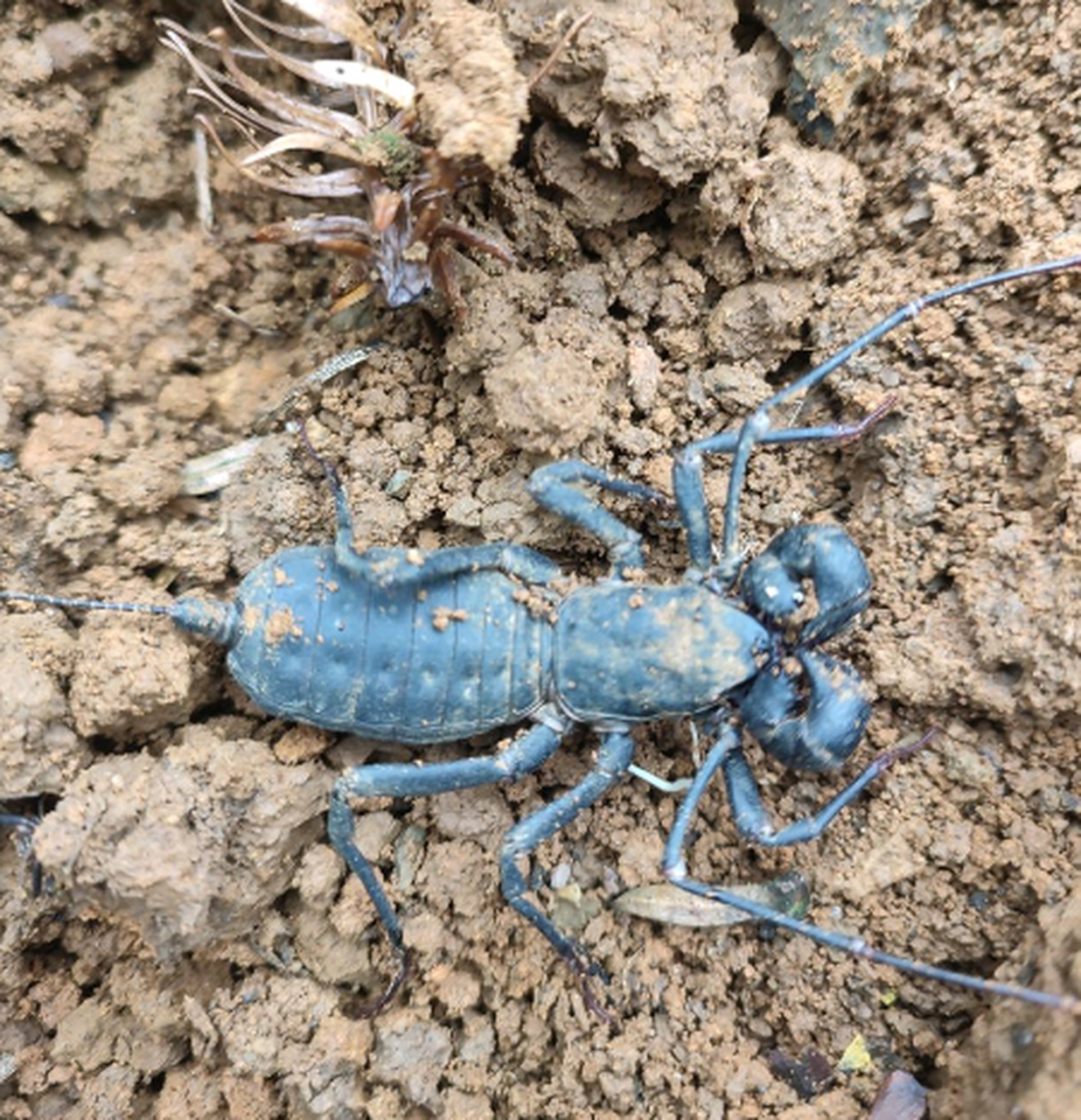 这应该是蝎子吧,翻土翻出来的,但看尾巴也不像啊
