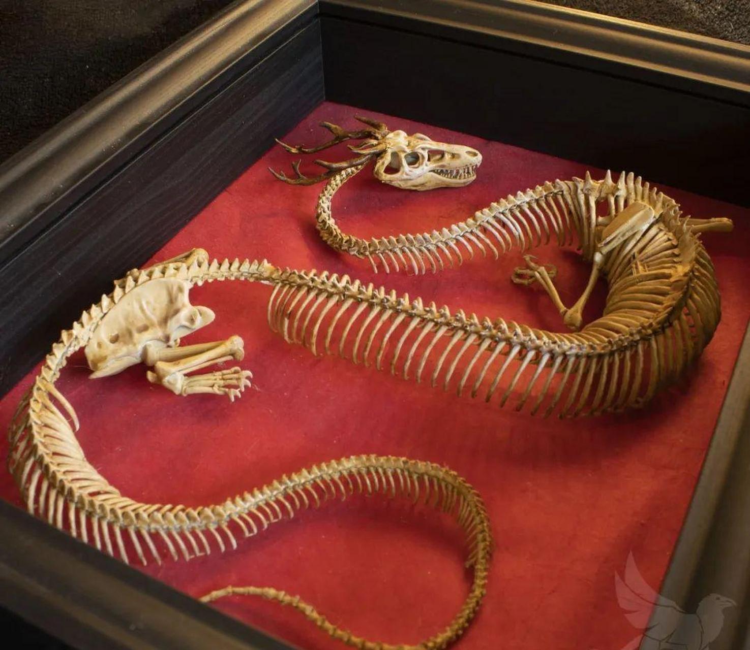 这是网友收藏的龙的骨骼,这在北京能换套四合院吧!