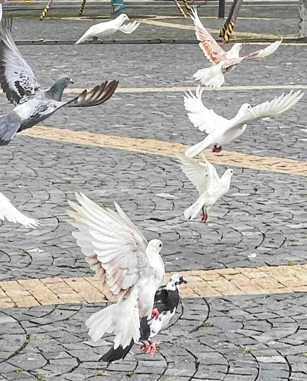 当鸽子起飞的那一刻,所有的美好都如期而至(手机拍摄原创)[哈欠]