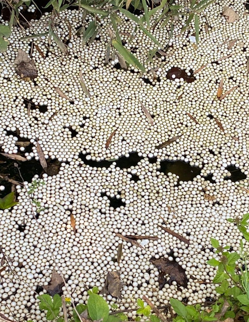 自己家鱼塘里的,这是什么动物产的卵呀?这么一大片!