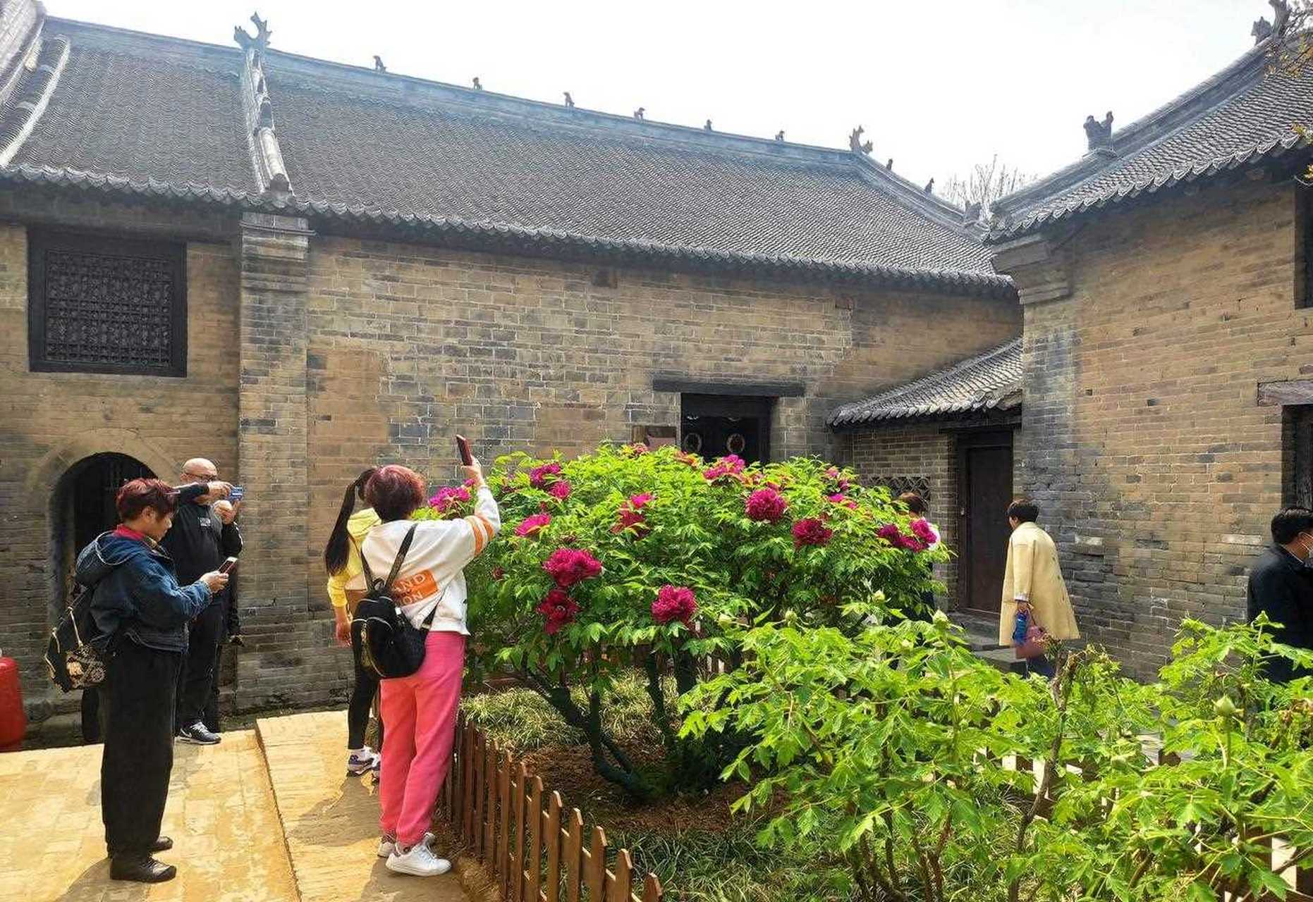 花开洛城,魏紫故里赏魏紫!