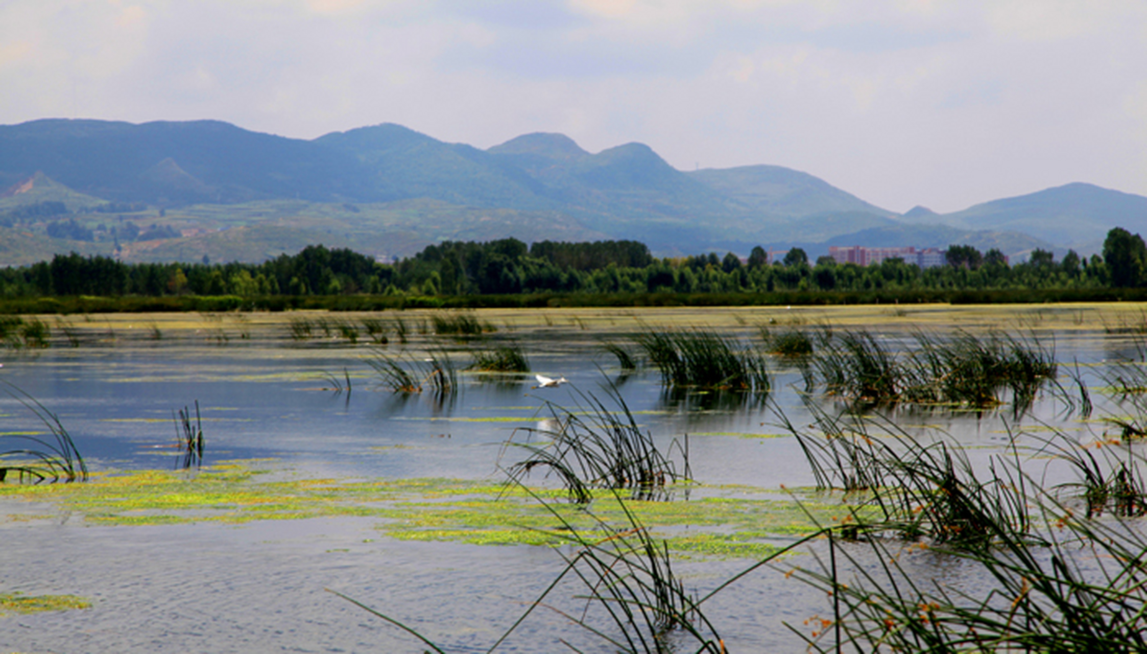 【贵州观鸟胜地】威宁草海一定是当仁不让的"c位"选手,120平方公里的