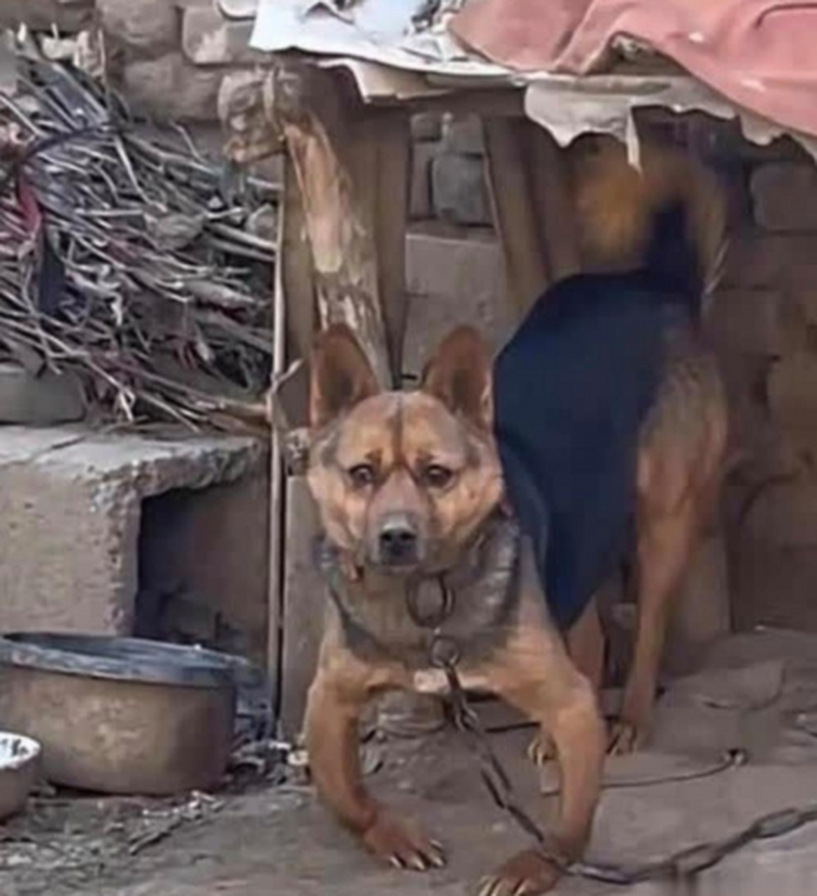 开始流行罗圈腿了?