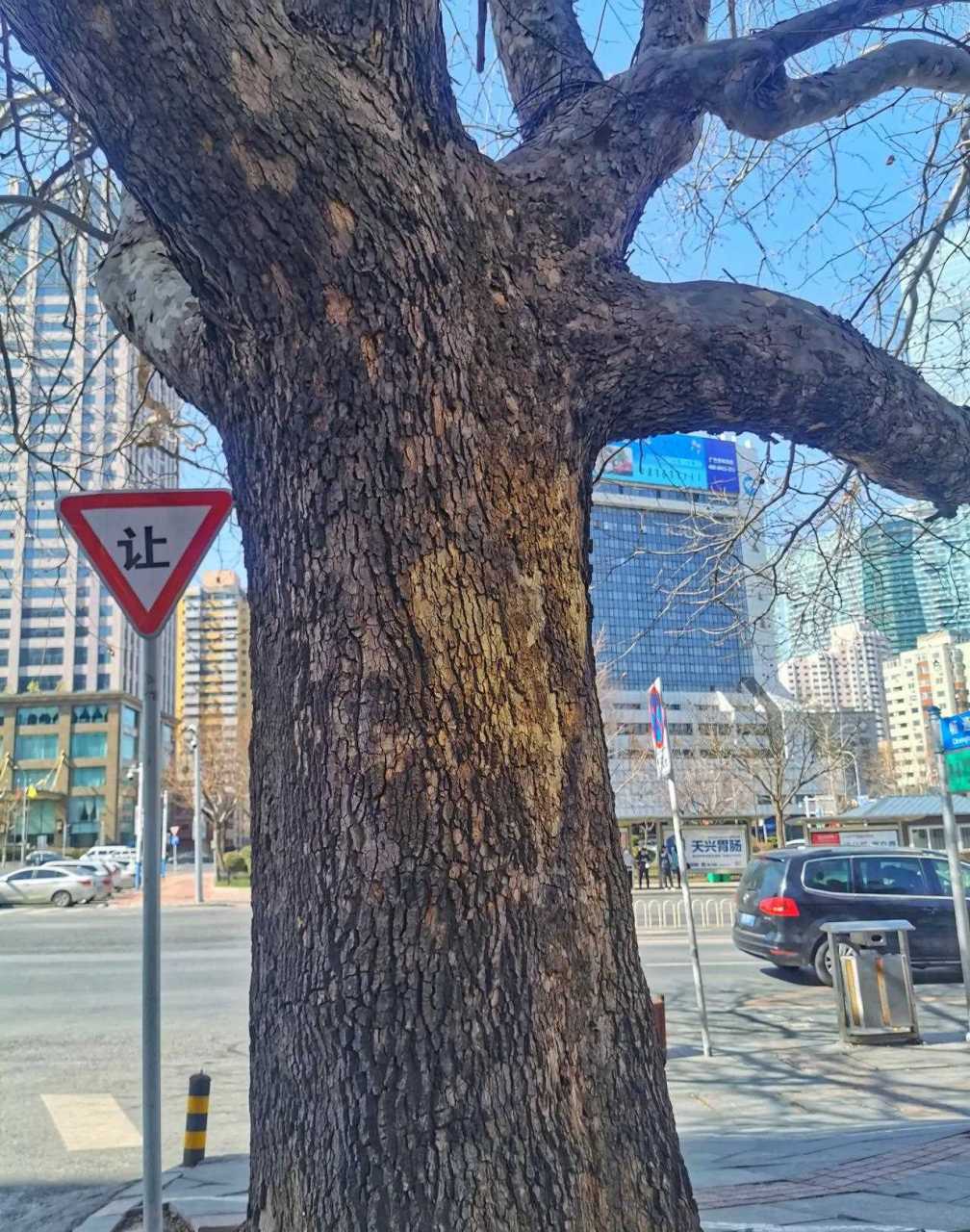 大连今儿的天气真好 一直喜欢高尔基路两侧的梧桐树 今天在唐山街附近