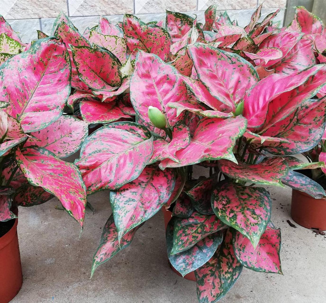 [樱花]彩叶万年青,也被称为花叶万年青,叶片上有很多的条纹,花纹,叶片