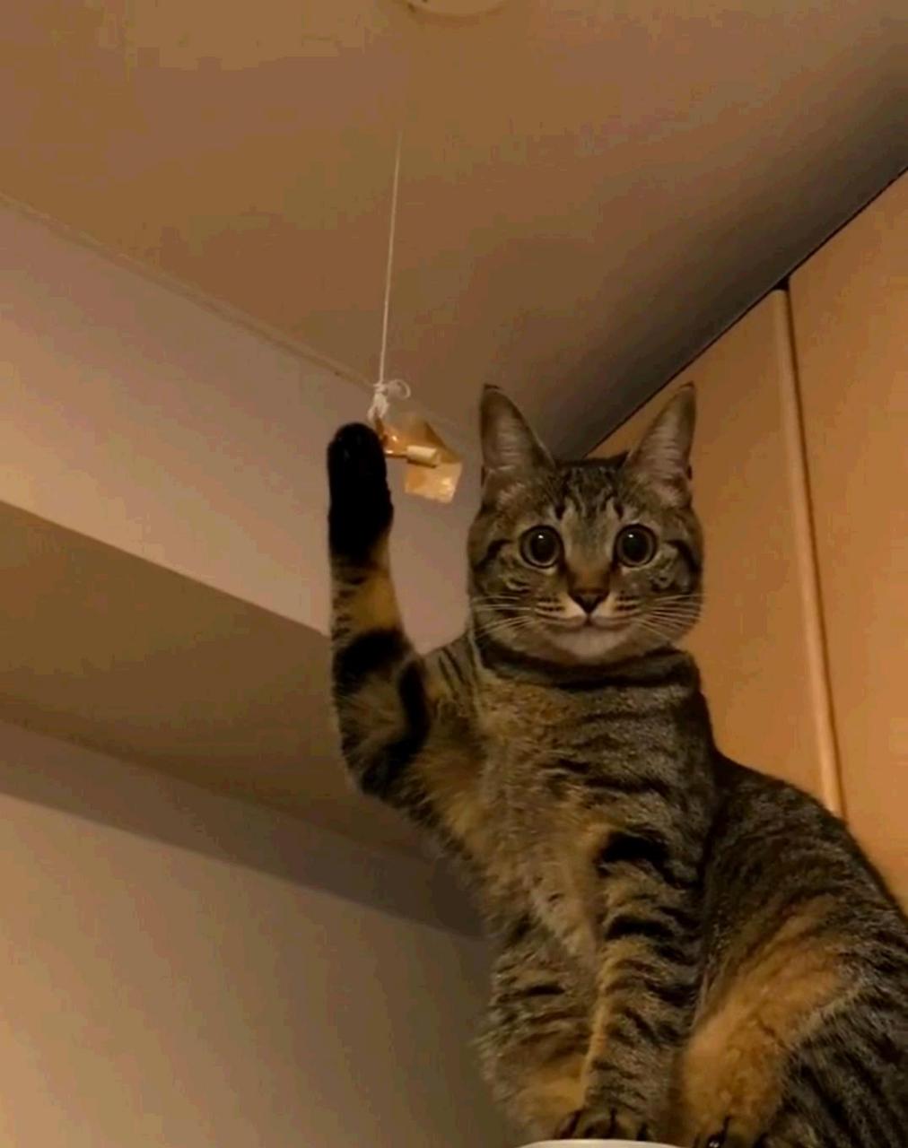 猫咪:你好,我是招财猫[坏笑]