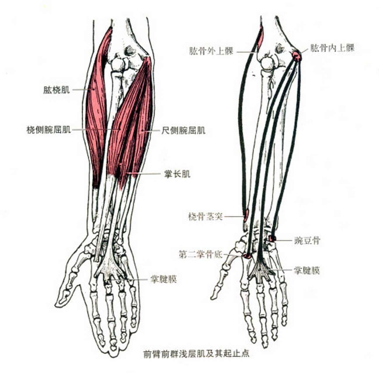 肱桡肌 桡侧腕屈肌 尺侧腕屈肌 肱桡肌#康复你知道微信公众号#知道