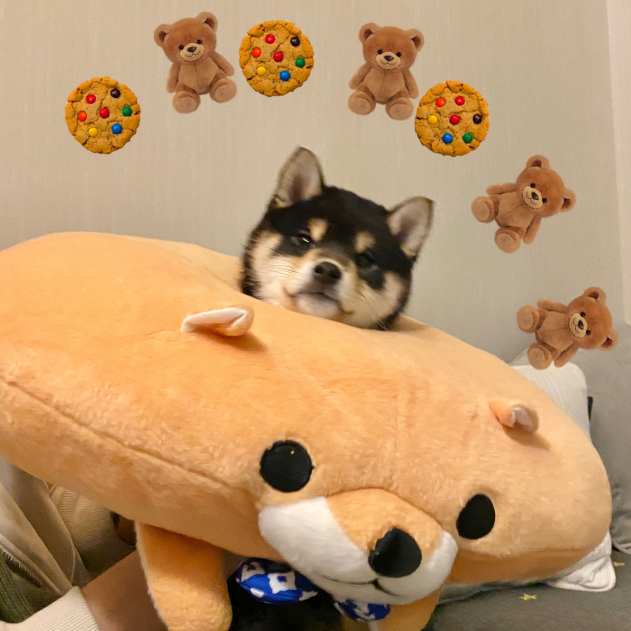 分享一组黑柴头像 小黑柴叫兔兔虽然小时候长得像小熊 小时候实在太