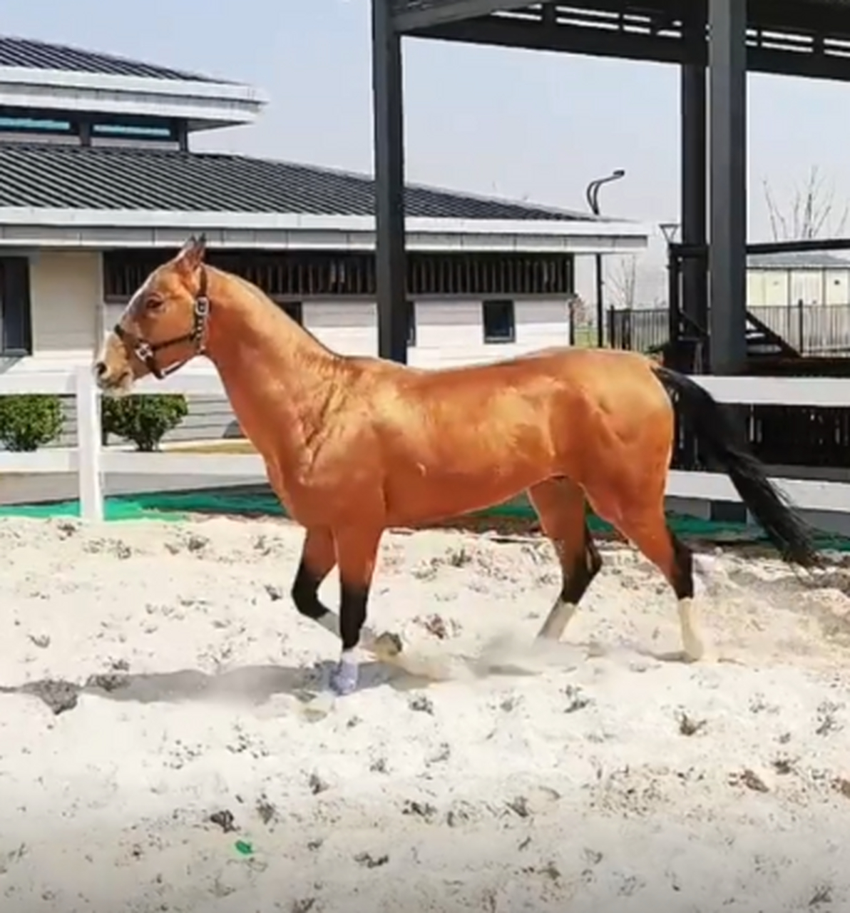 汗血马小可爱的撒娇