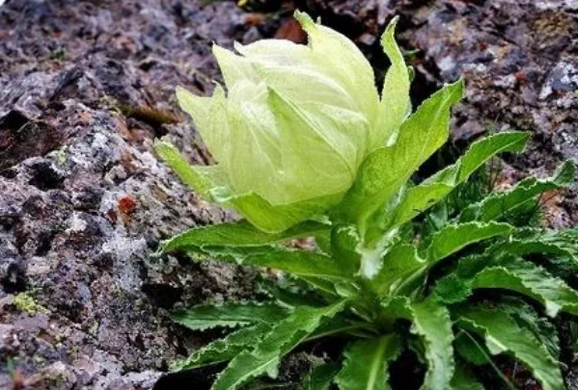 天山雪莲的功效 天山雪莲的功效简单介绍 1,天山雪莲本身的性大热,对