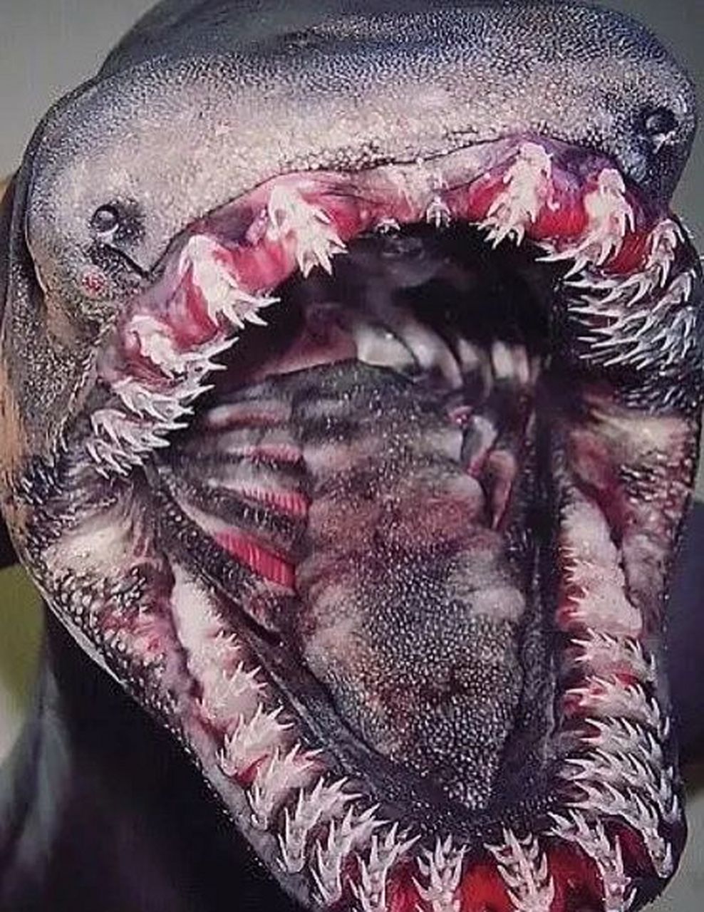 拥有超过300颗牙齿07的鱼 皱鳃鲨 最原始的一种鲨鱼 有活化石之称