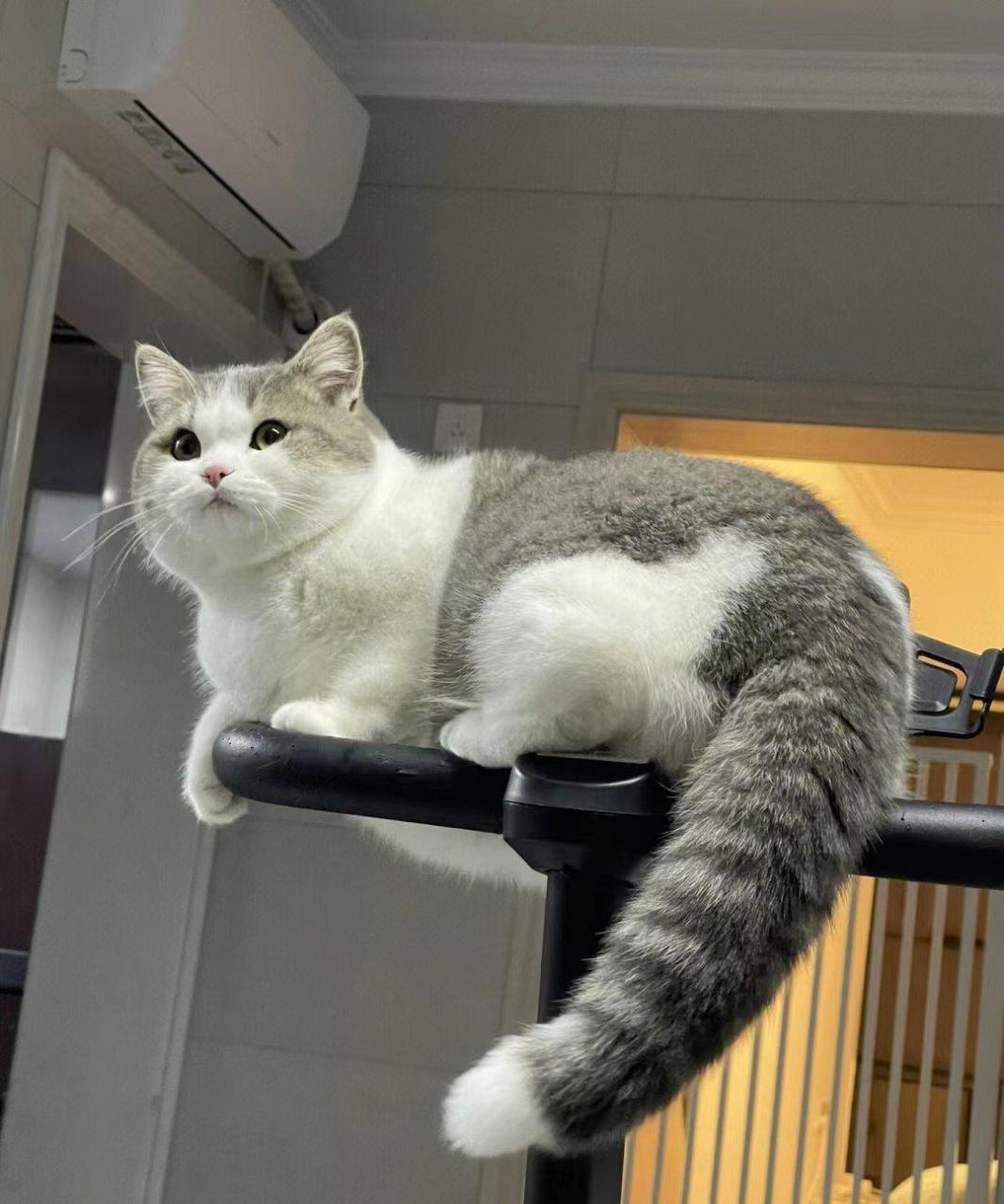 喵:你们好,我是八个月的小奶猫,喜欢我的亲我一下再走吧! #搞笑萌宠