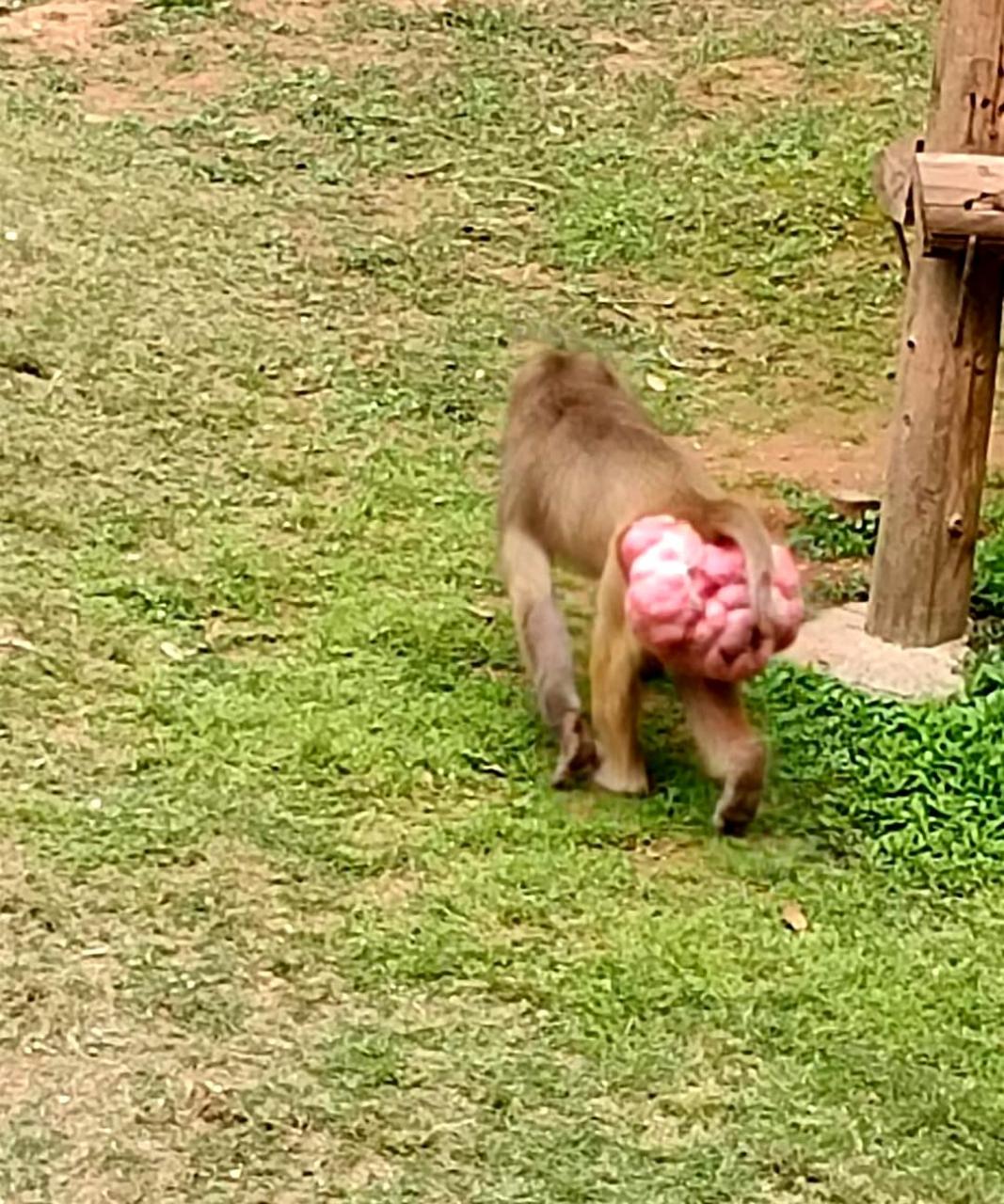 猴子的屁股出了什么问题?