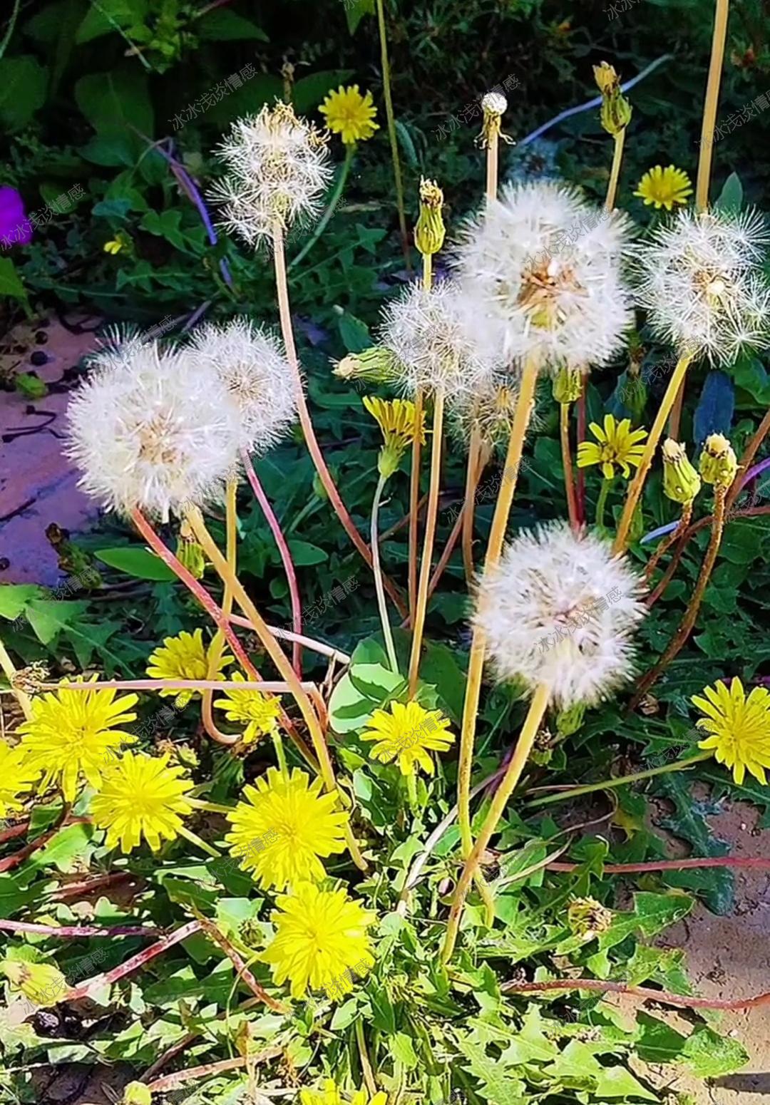 蒲公英从小我就喜欢的花它们就像小伞一样轻盈飘逸太好看了