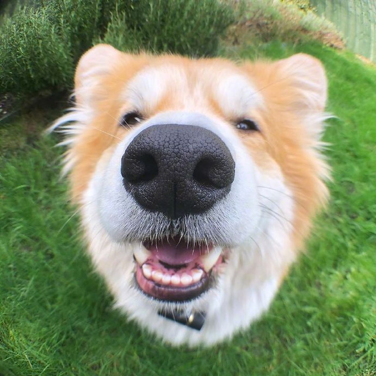 柯基marcel的大鼻头照