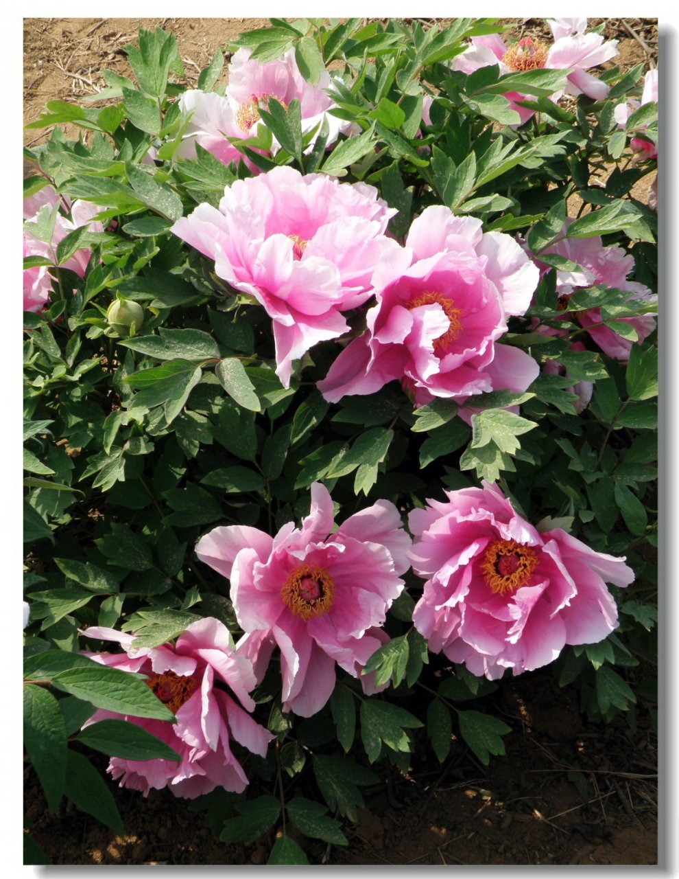 买花有口诀,记住"4买4不买",不贪便宜,能让新手少走弯路 1,只买应季花