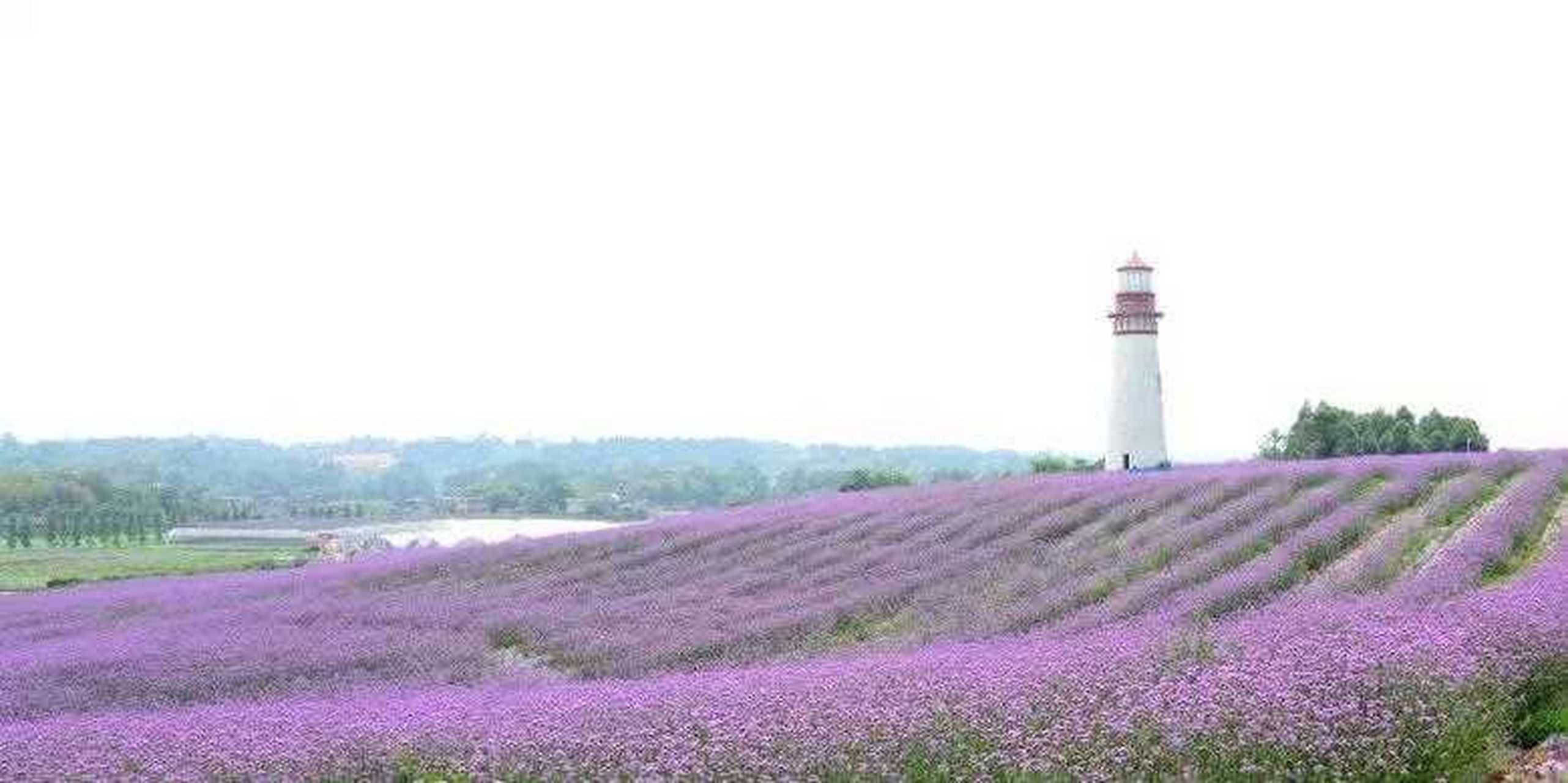 成都双流花海图片