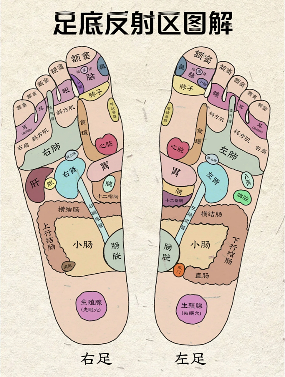 足部反射区图解,哪里不适按哪里 #足部反射区健康疗法# #中医# #传承