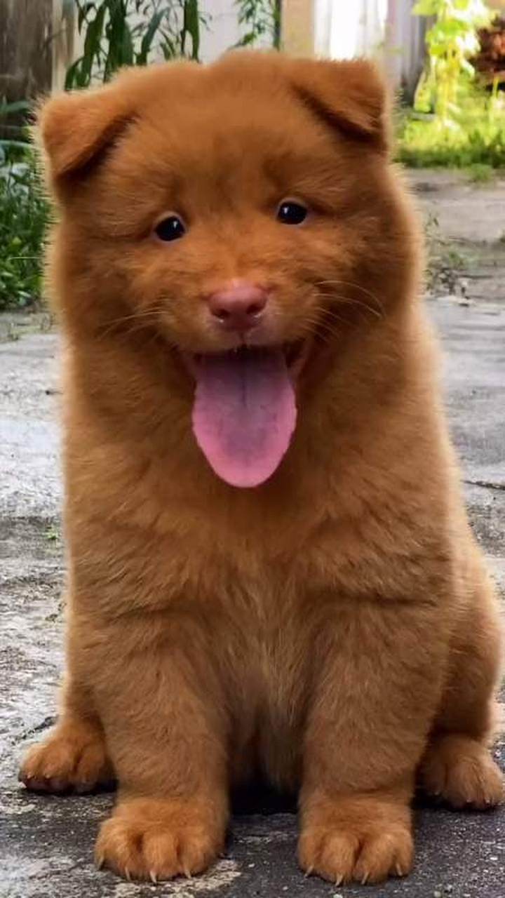 土狗中的爱马仕——五红犬,铲屎官:养了就不想换狗了 五红犬的名字就