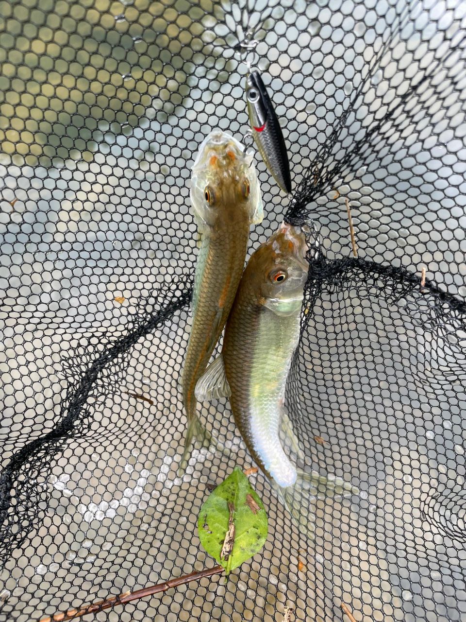 水面系中双尾马口 一个饵中两条马口,  白条也好大 #钓鱼# #钓鱼技巧