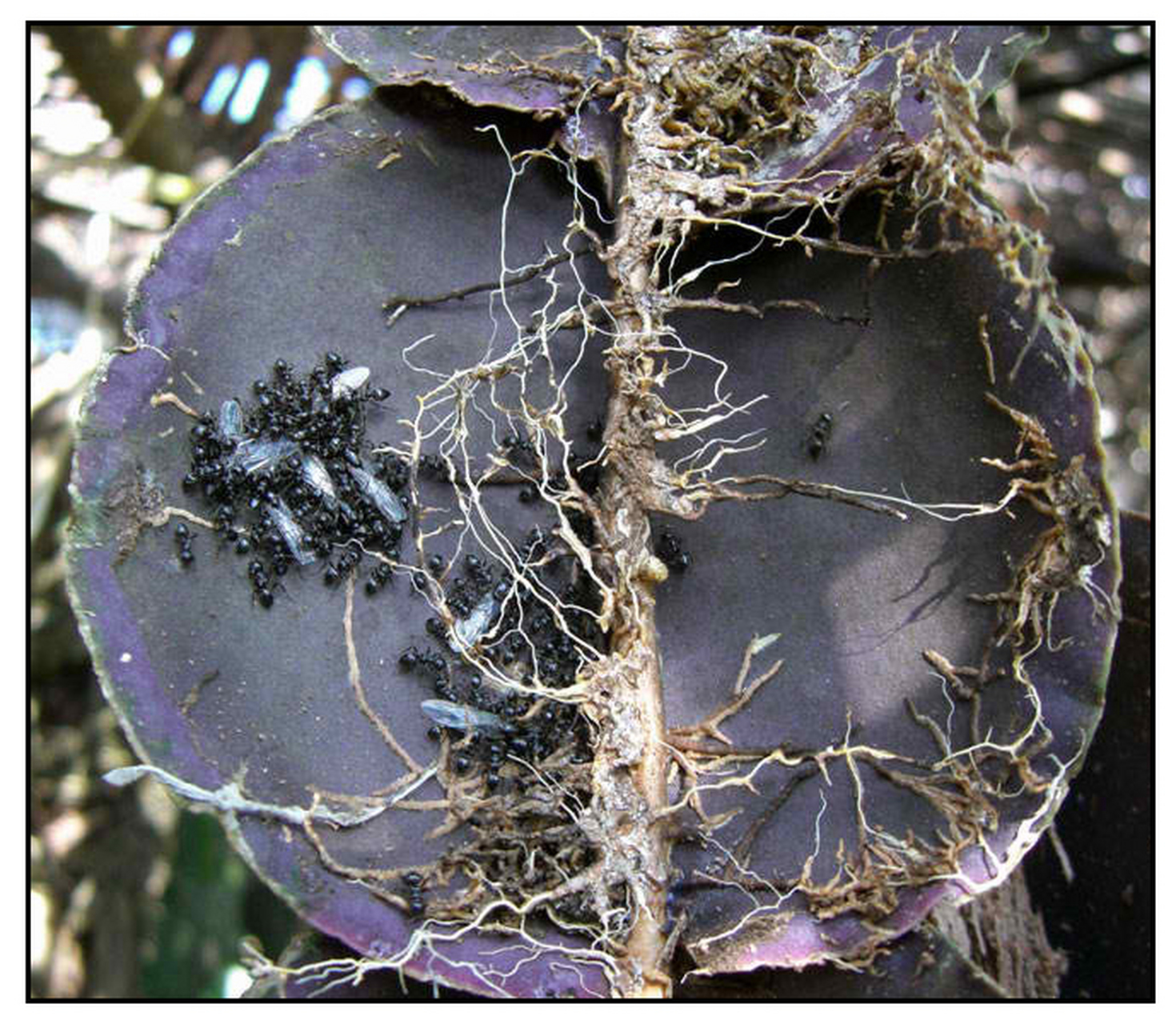 龟壳球兰(英文名hoya imbricata)原产于菲律宾和印度尼西亚苏拉威西