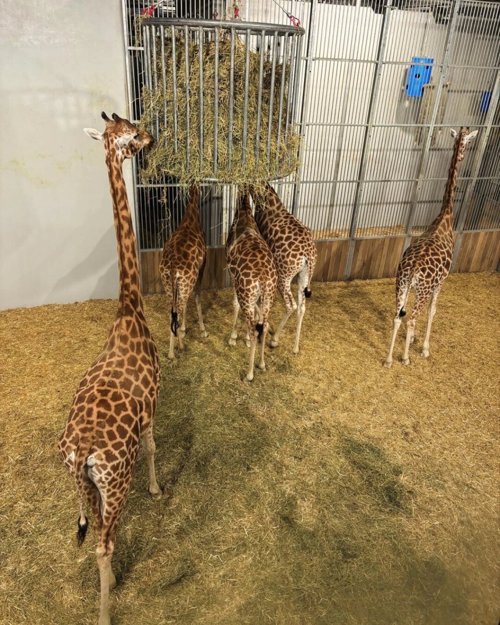 怎么没人早点告诉我巴黎动物园这么好玩  在一个心血来潮的日子里,我