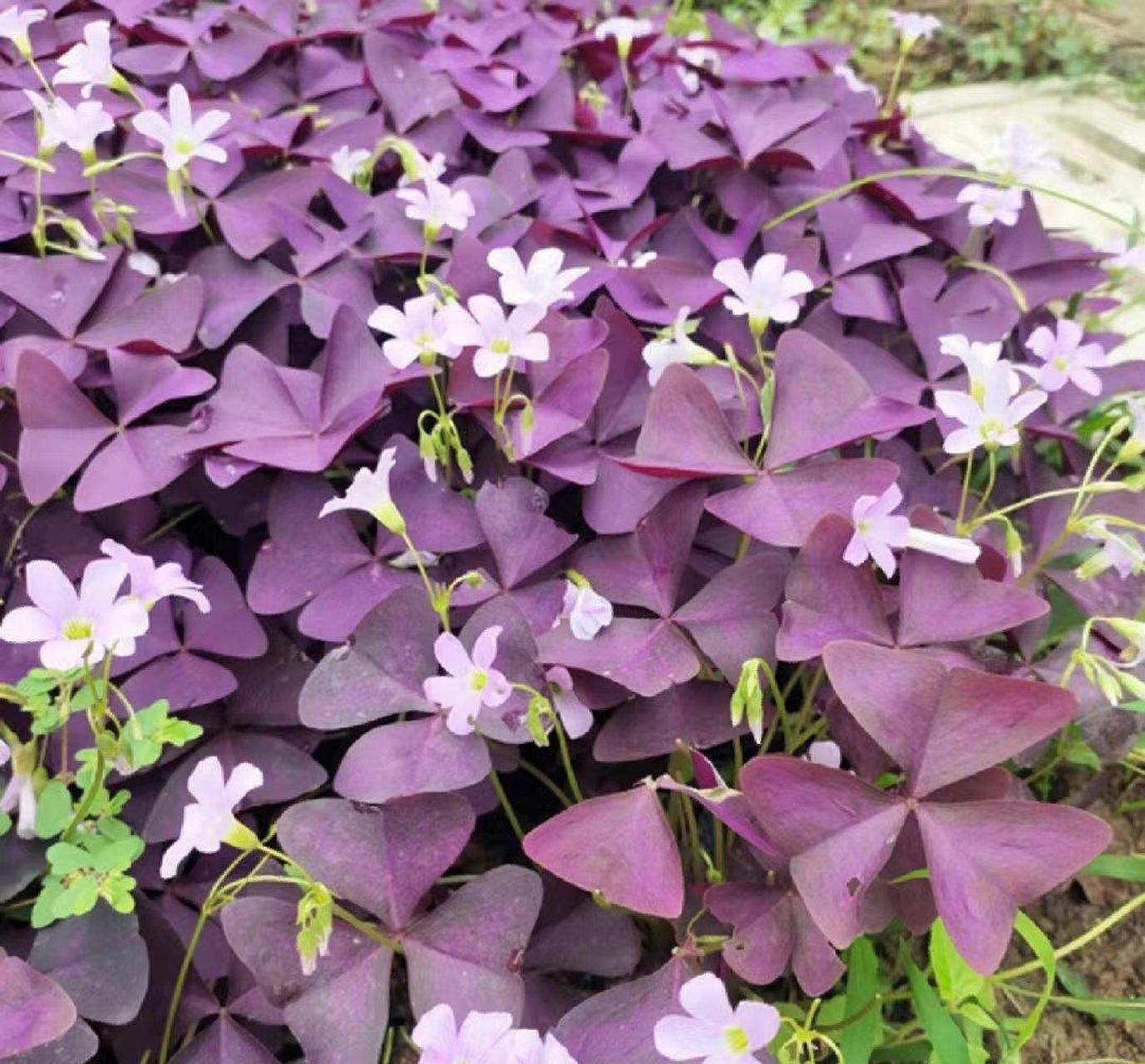 紫叶酢浆草是酢浆草科酢浆草属多年生草本植物,具球根的草本植物.