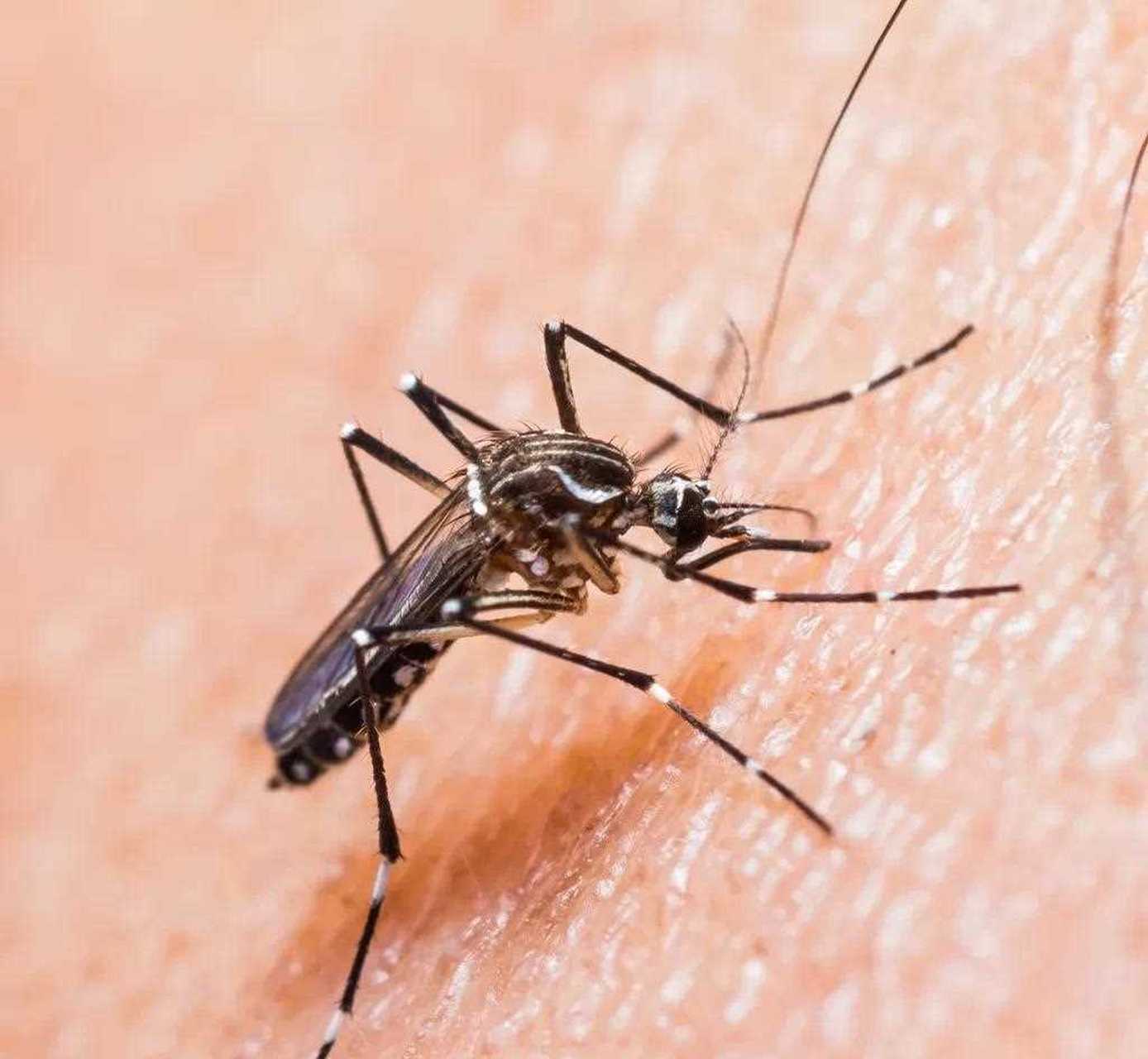 近段时间,感觉广州的蚊子多了起来.