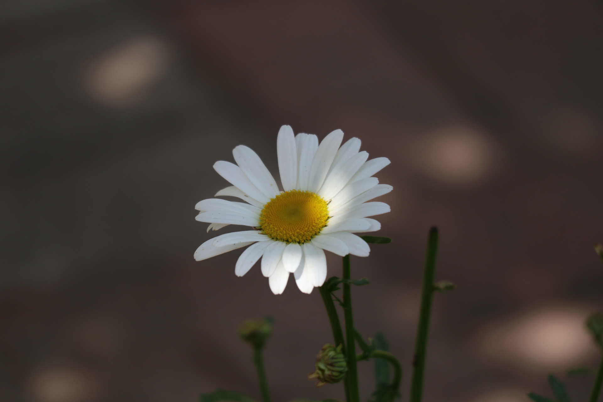 花卉摄影之小白菊 #摄影# #金秋图文动态创作节