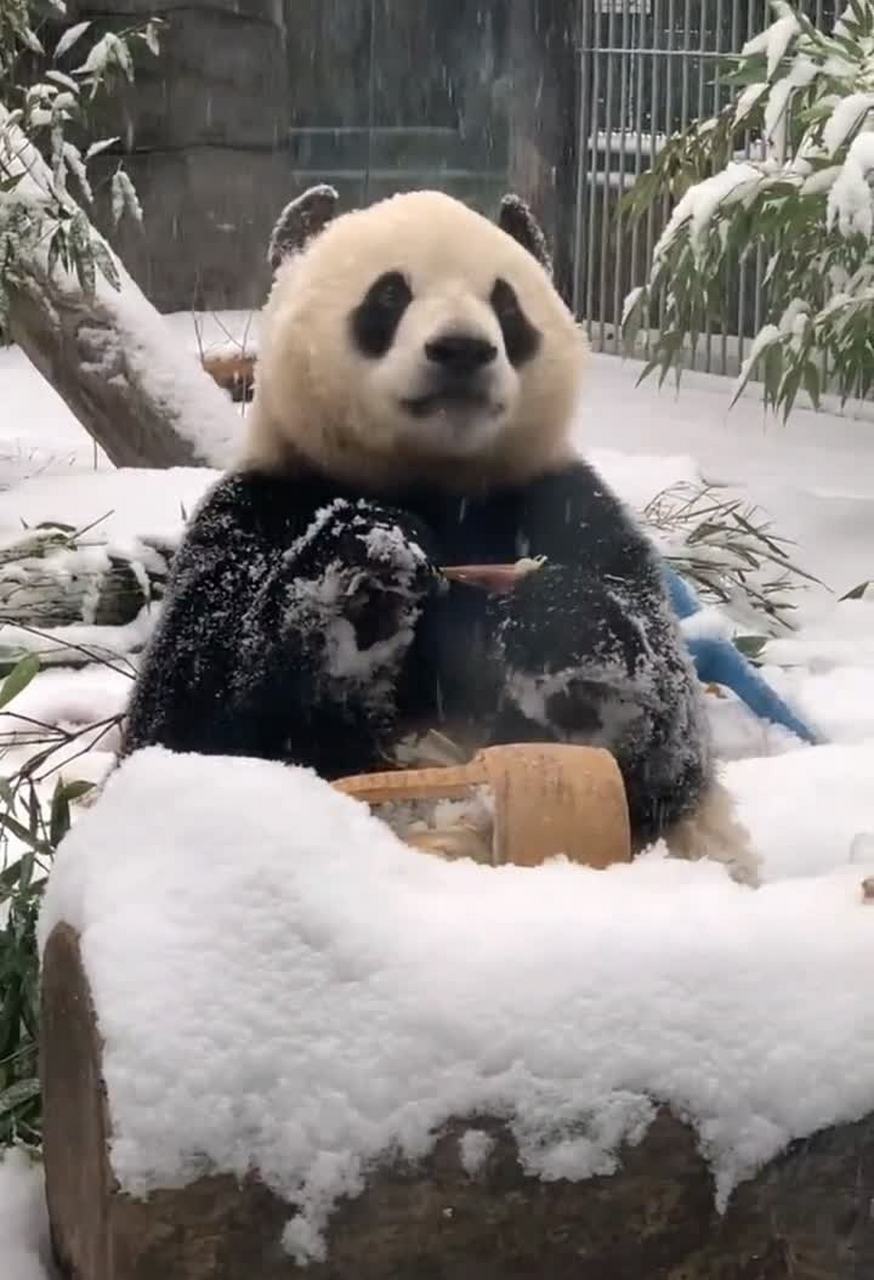 黑熊皮大衣图片