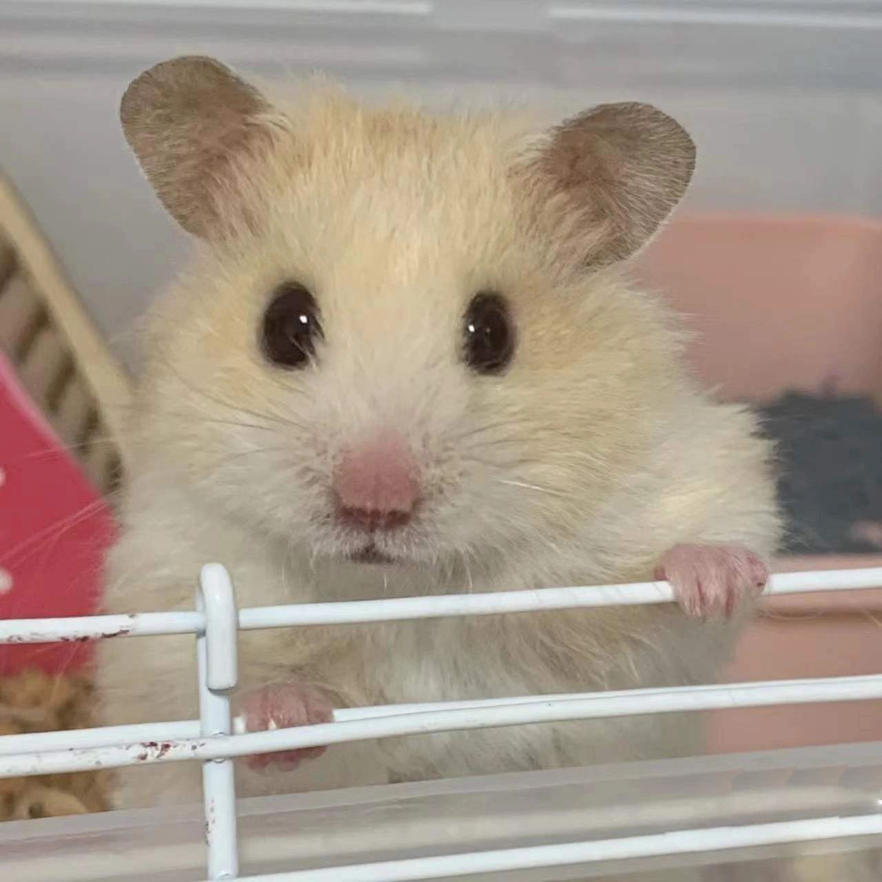 可可爱爱仓鼠头像91 我真的很喜欢仓鼠头像呀 终于找到啦