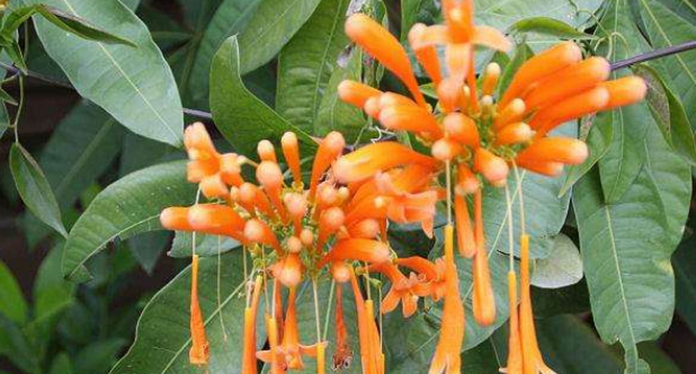 炮仗花,学名别名鞭炮花,黄鳝藤,多植于庭园建筑物的四周,喜光,喜温暖